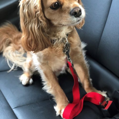 Dog Car Seat Belt Attachment Red