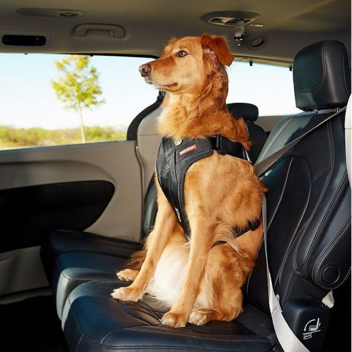 Ezydog Drive Dog Car Harness Safety Restraint Dogculture - Good To Go Dog Seat Belt