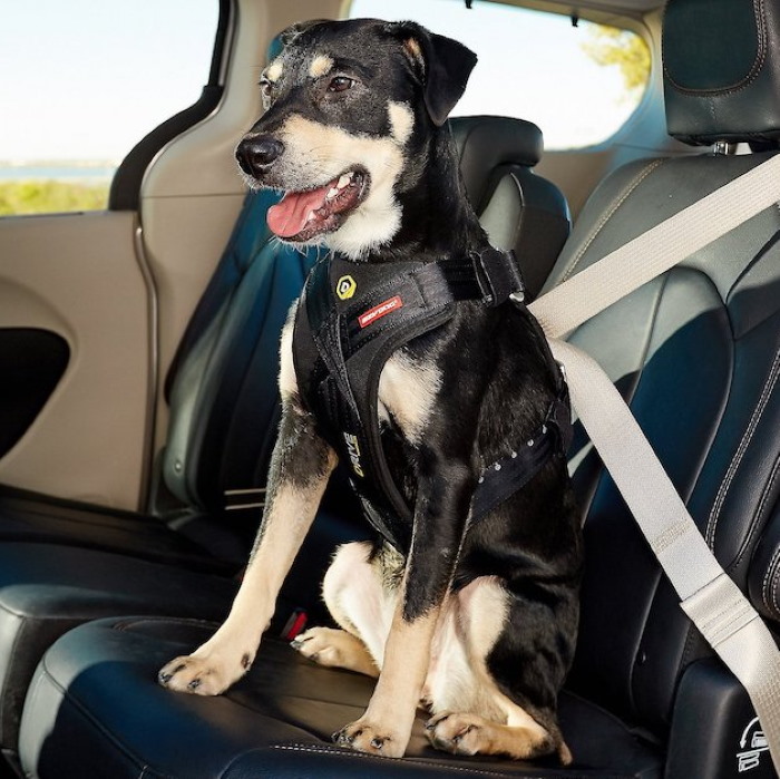 EzyDog Drive Dog Car Harness Restraint