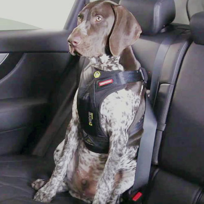 EzyDog Drive Dog Car Harness