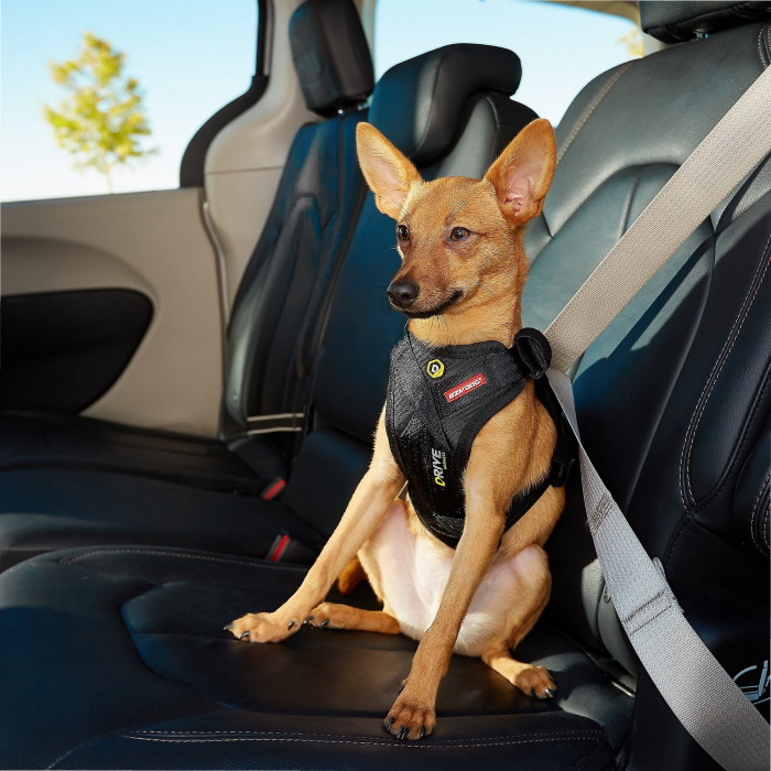EzyDog Drive Dog Car Safety Harness