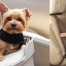 Dog Car Booster Seats Compared
