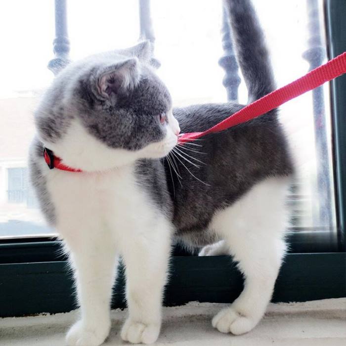cat walking leash harness