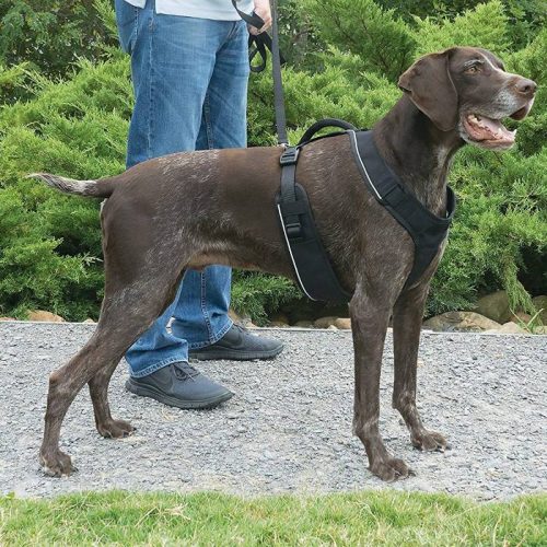 PetSafe EasySport Dog Harness Black