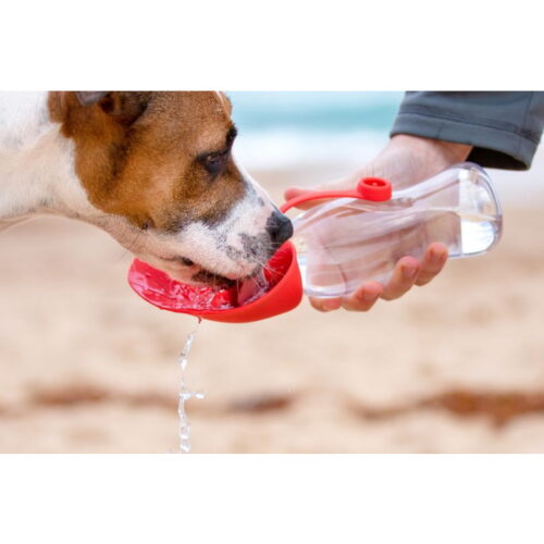 EzyDog Leaf Water Bottle for Dogs LS