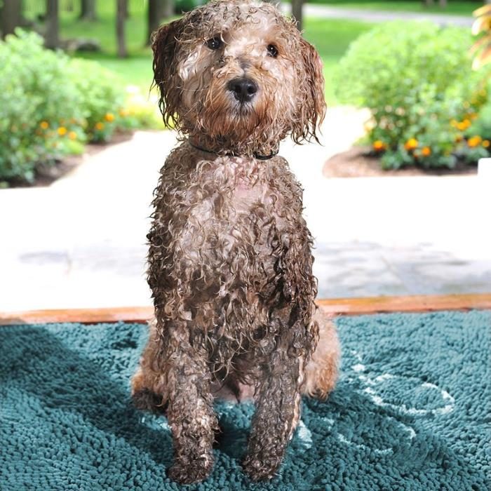 Dirty Dog Doormat Blue Muddy Dog