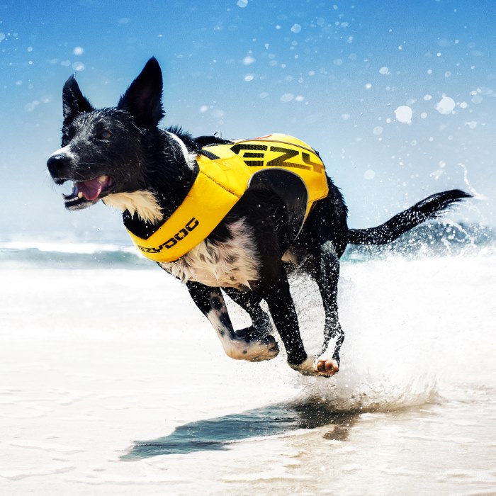 EzyDog Life Jacket DFD X2 Boost Dog Flotation Vest DogCulture