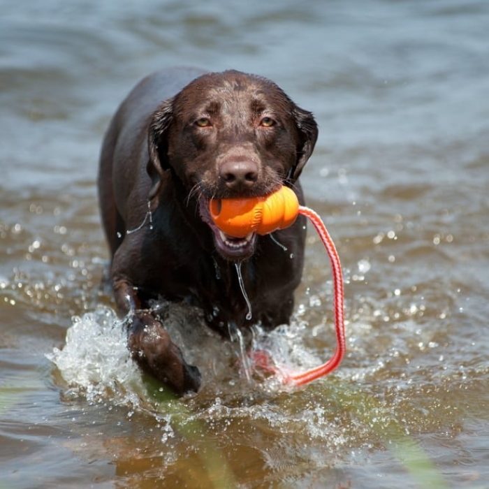 Kong Aqua Dog Retrieval Water Toy