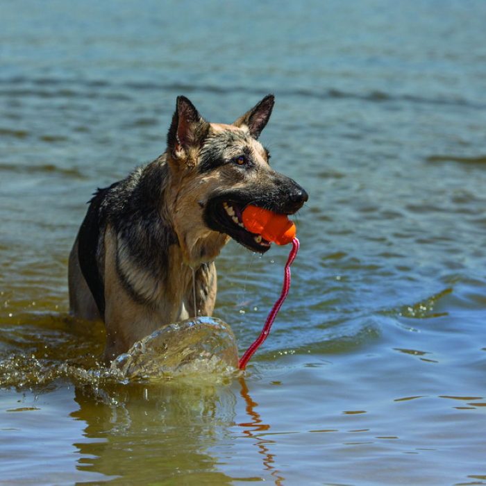 Kong Aqua Retrieval Water Dog Toy