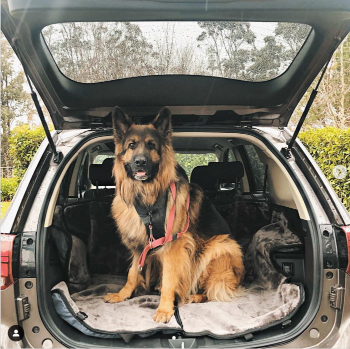 Slingguard pet car seat cover