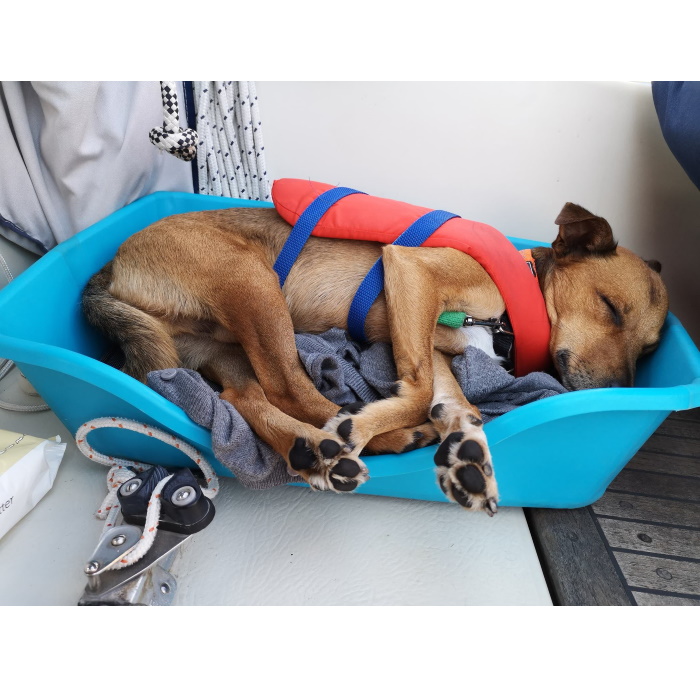 Wonderfold Collapsible Dog Bed Blue Boating