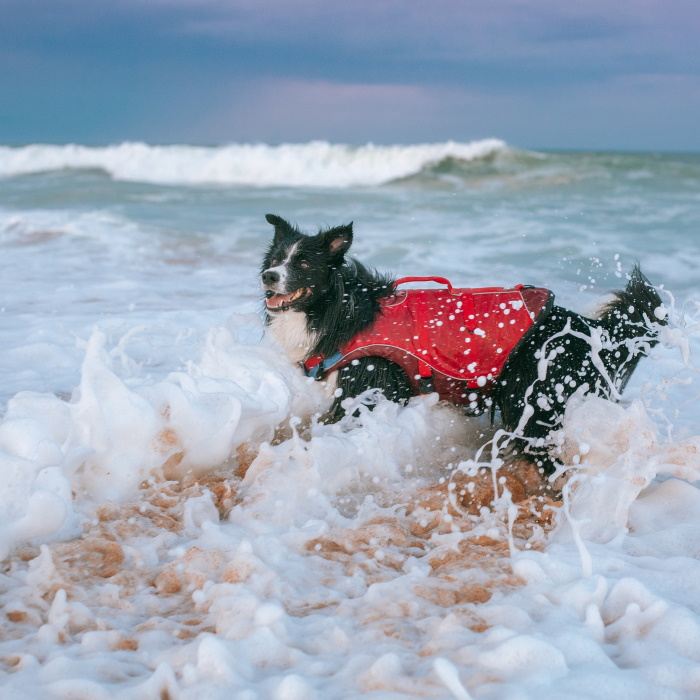 Kurgo Dog Life Jacket Surf n Turf Beach 1