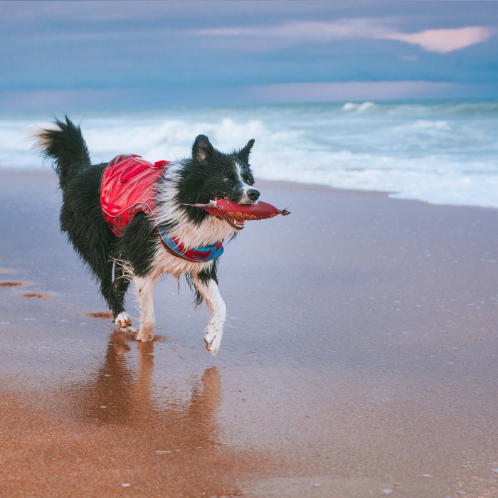 Kurgo Dog Life Jacket Surf n Turf Beach 2