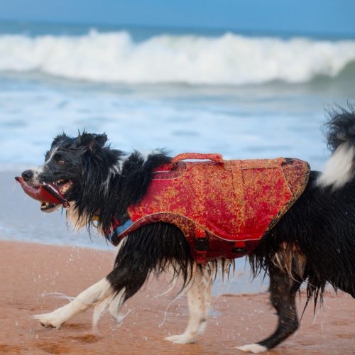 Kurgo Dog Life Jacket Surf n Turf Beach