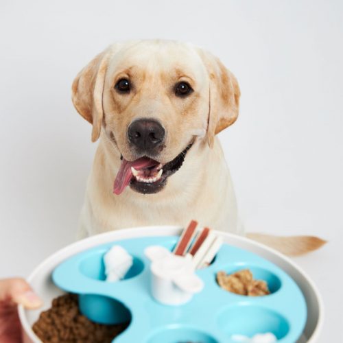 SPIN Interactive Adjustable Slow Feeder Bowl for Dogs CUPS