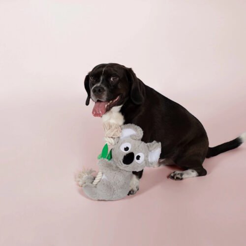 Fringe Studio Koala on a Rope Plush Squeaker Dog Toy LS