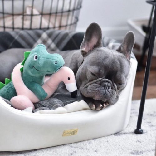 Fringe Studio Pool Time T-Rex with Flamingo Floatie Dog Toy LS12