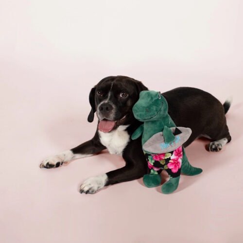Fringe Studio Surfer Bro Surfing T-Rex Plush Squeaker Dog Toy lLS
