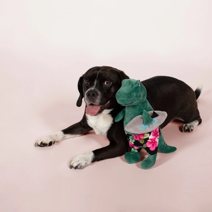 Fringe Studio Surfer Bro Surfing T-Rex Plush Squeaker Dog Toy lLS