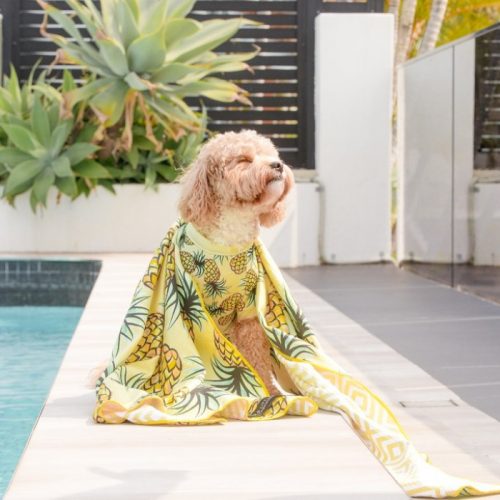 Big and Little Dogs_Beach-Towel_Lookin-Pine-Harvey