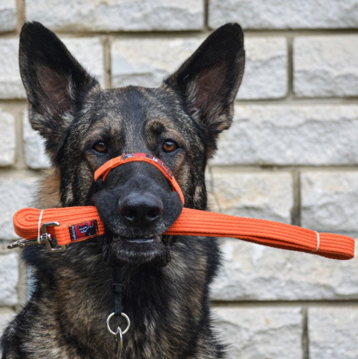 Black Dog Long Lead 5m LS