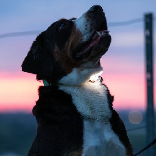 Max and Molly Safety LED Dog Collar Light_LS