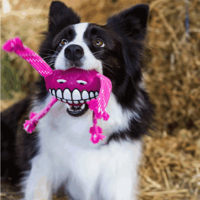 Rogz Flossy Grinz Dog Toy Pink_LS