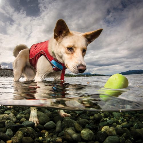 Kurgo Skipping Stones Floating Water dog Toys