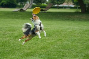 Canine Disc Dogs