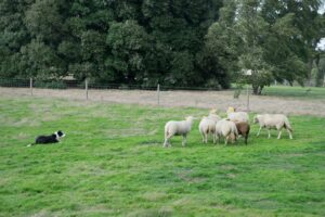 Dog herding trials