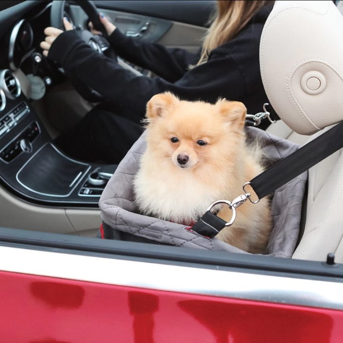 Kong Car Booster Seat for dogs