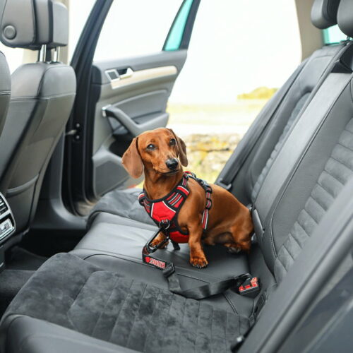 Kong car seat belt attachment for dogs