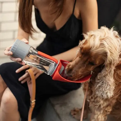 Ezydog Leaf Water bottle pro for dogs LS