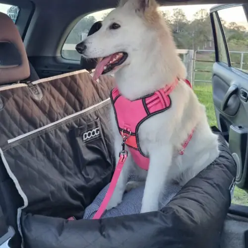 DOOG Large Car Travel Bed for Dogs LS