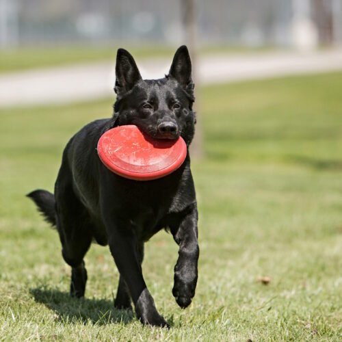 KONG Classic Flyer toy for dogs_frisbee