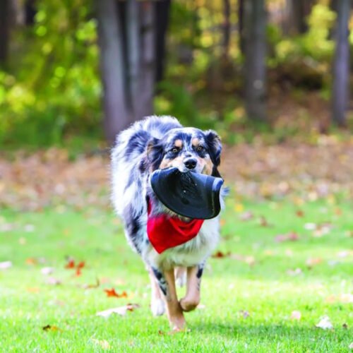 KONG Extreme Flyer frisbee toy for dogs