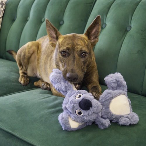 Kong Scrumplez Koala Plush Dog Toy