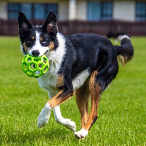 JW Hol-ee Roller Ball Dog Toy_Fetch Toy