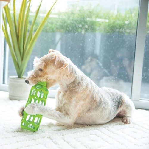 JW Hol-ee Water Bottle Dog Toy LS