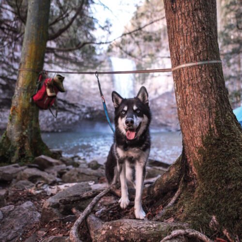 Kurgo Ridgeline Tie Out Camping Dog Tether for dogs