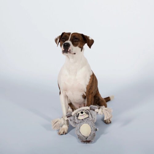 Fringe Studio Let's Hang Sloth Dog Toy LS
