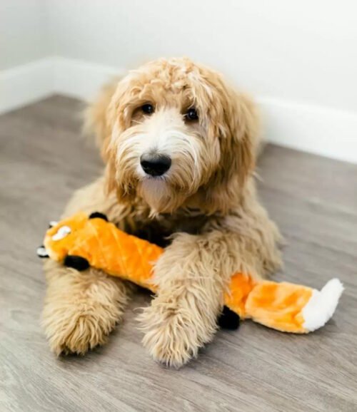 Zippy Paws Jigglerz Fox Dog Toy LS