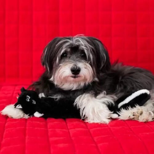 Zippy Paws Jigglerz Skunk Dog Toy LS